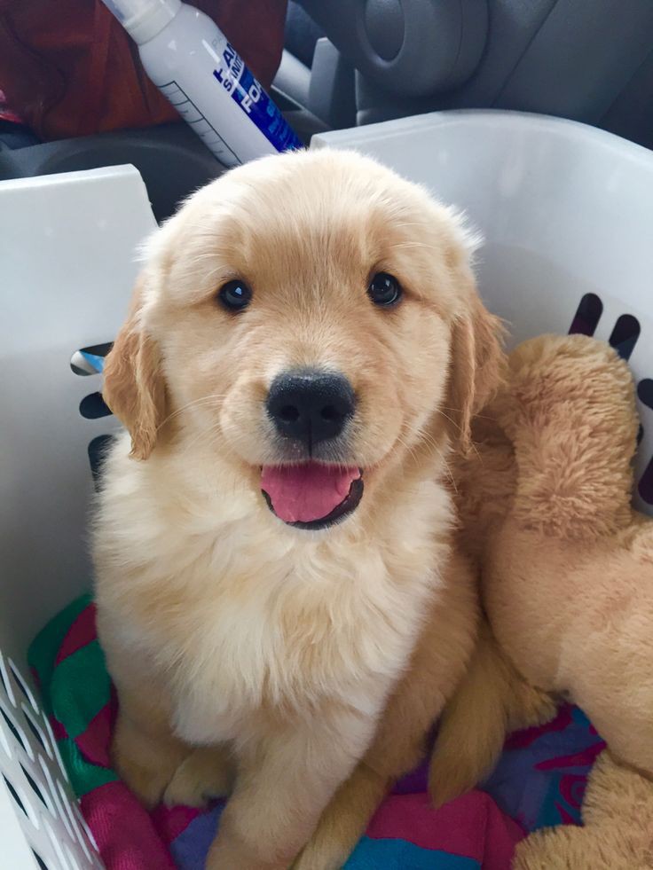 puppies_video's tweet photo. https://t.co/JJH4gyNUiV