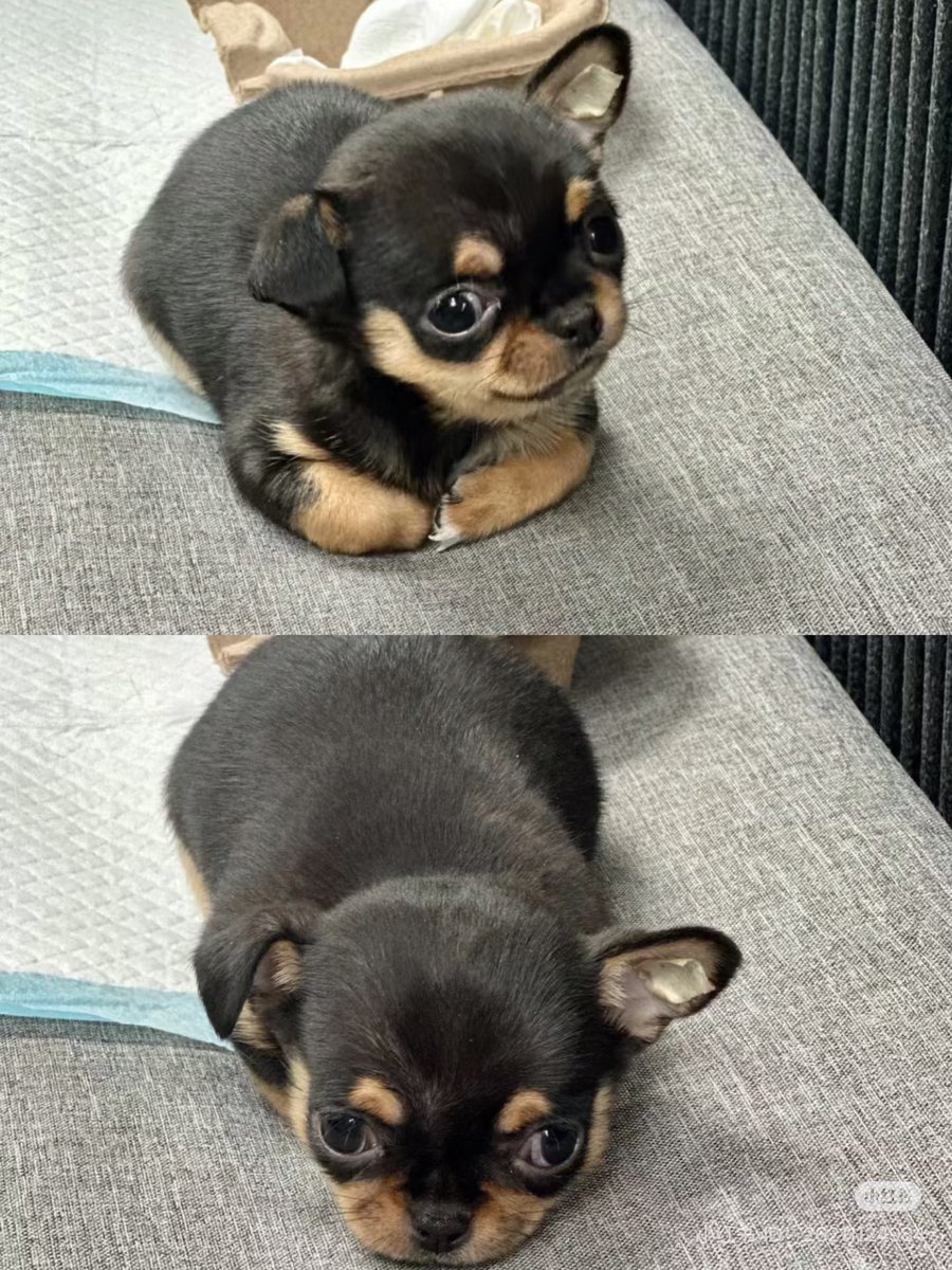 💖 (@twaniimals) on Twitter photo 