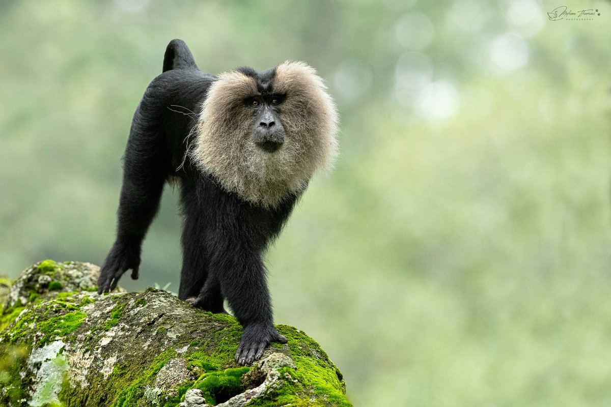 Lion tailed Macaque 
<a href="/NikonIndia/">Nikon India Official</a> #natgeoindia #Nature #wildlife