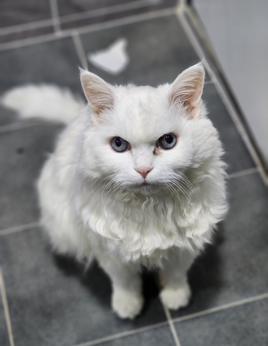 고양이새끼야 얼마전에 밥을 100개는 샀는데 이렇게 갑자기 떠나는게어딨어