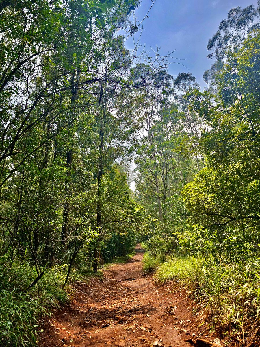 lizwathuti's tweet photo. Karura Forest is not a resource to exploit—it is a legacy we must all protect. With so few green spaces left, we cannot afford to destroy them. We must defend and safeguard every one of them fiercely. #SaveKarura https://t.co/PrCijXsfET