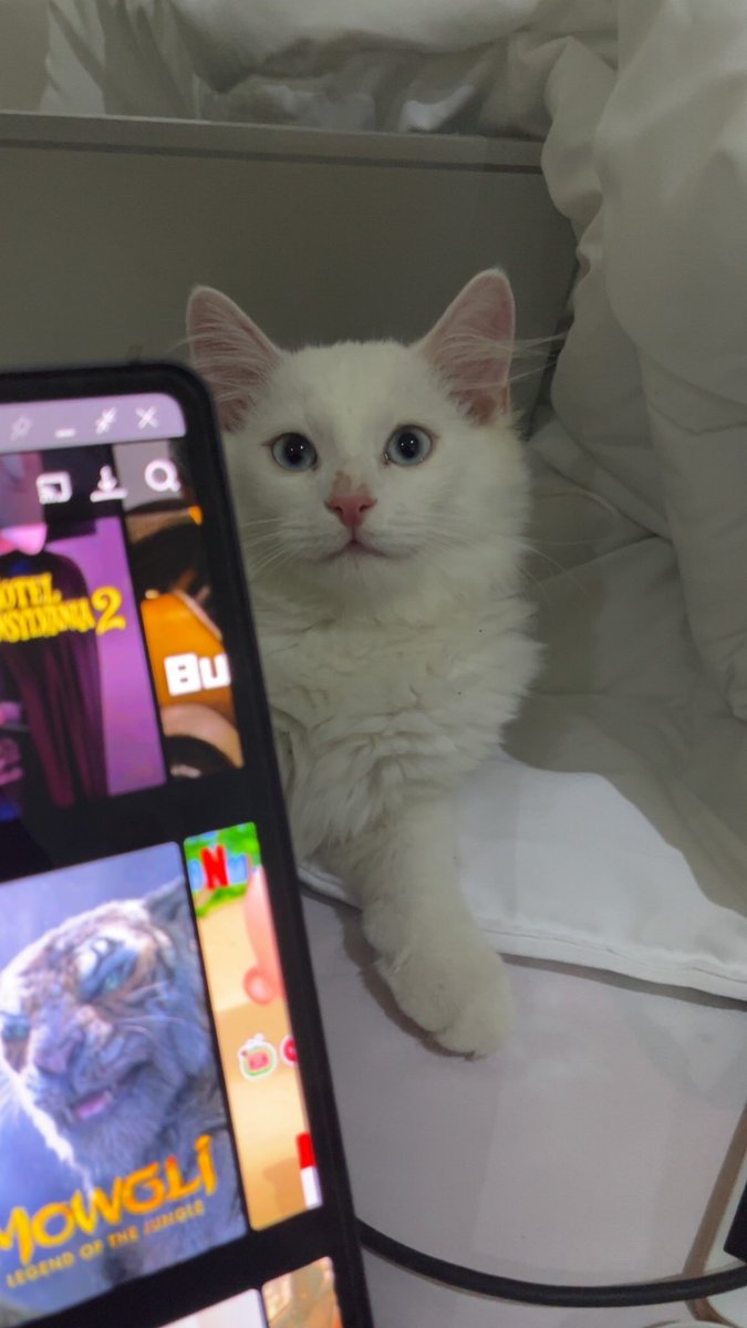 Darksk9_NG's tweet photo. Chaos 
#cats #catseyes @YorubaDemon16 @mz_sachoy @TheBabaAlaja @_weyimi https://t.co/rpAQXmp3SS
