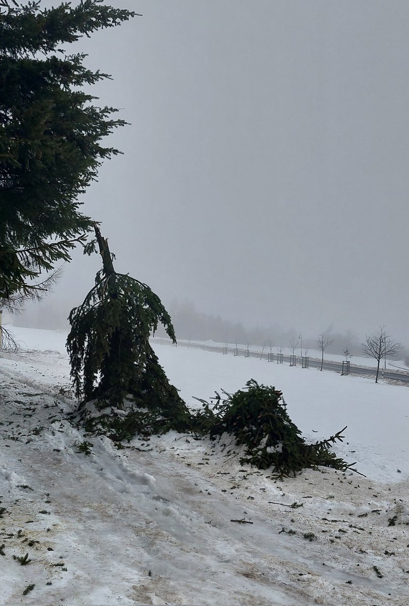 Nach Schneebruch jetzt Tauwetter auf dem Kamm. Zum Glück für viele Bäume.
#Zinnwald