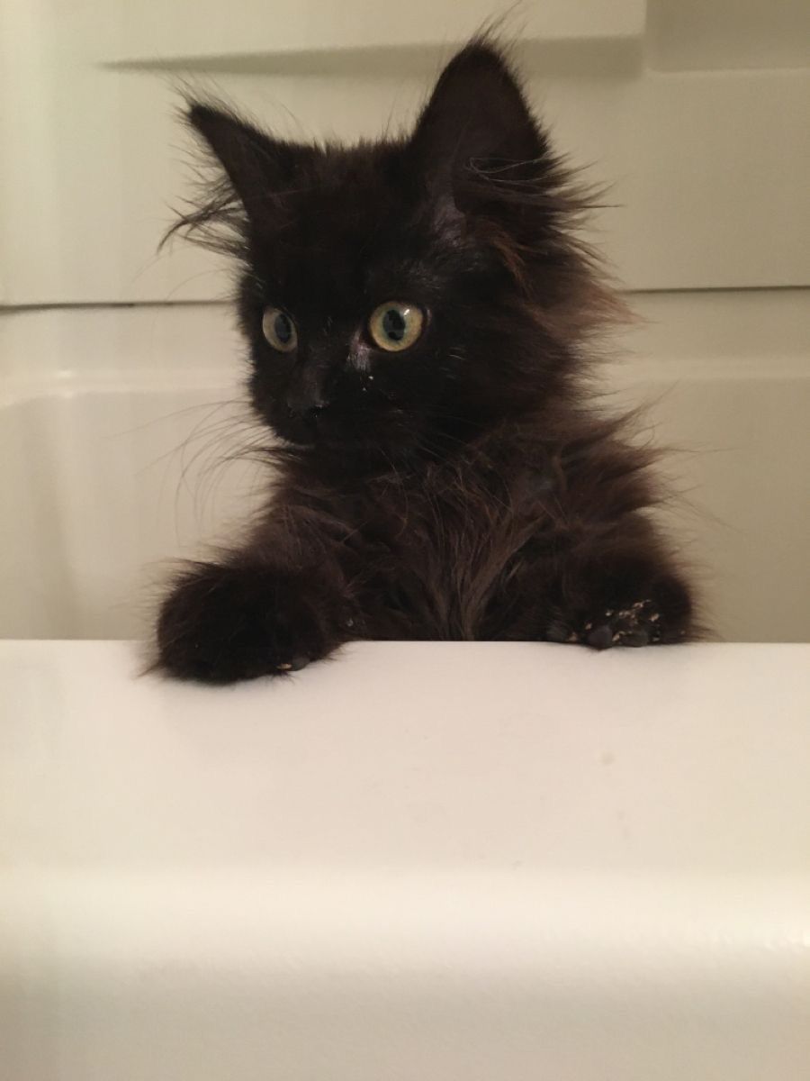 blackscats's tweet photo. https://t.co/Qg1KB0Sxlx