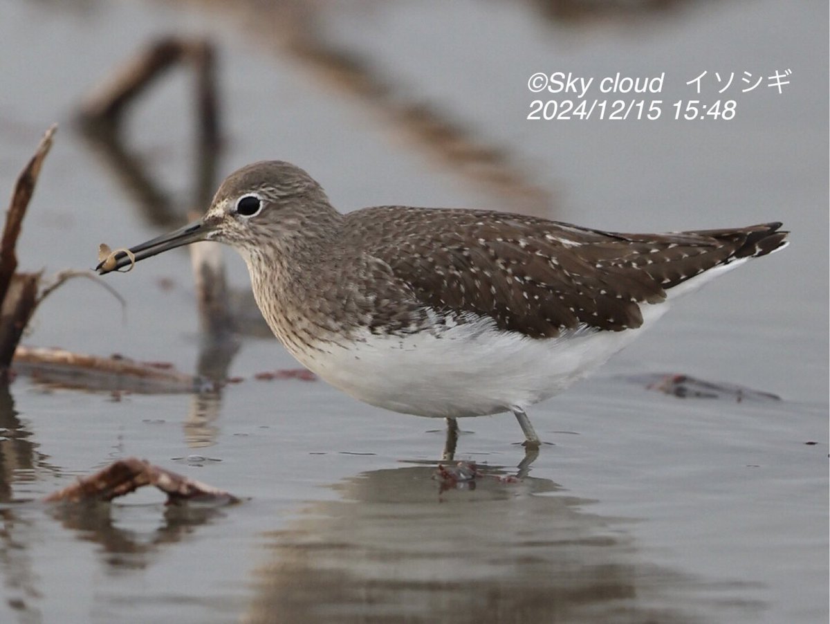 blue2impulse3's tweet photo. #イソシギ #チドリ目シギ科
#低懸念 #留鳥
#Commonsandpiper
#bird #nature #wildbird
#東京カメラ部
#tokyocameraclub
#ネイチャーフォト
#wildbird
#bird_brilliance
#birds_iLLife
#birds_adored
#nuts_about_birds
#eye_spy_birds
#ip_birds #Japan_nature_photo
#best_moments_nature
#best_birds_of_world
#birders_gallery
✈︎✈︎✈︎✈︎
#10000フォロー が年内目標‼️
https://t.co/2zqOBaVd0z
✈︎✈︎✈︎✈︎
https://t.co/3z8qKqnAt4
✈︎✈︎✈︎✈︎✈︎✈︎✈︎✈︎
#感動の一瞬にシャッター押せる余裕‼️
#一瞬の感動を感じる五感を磨け
#インパクトは一瞬判断
#孤高の信念と美学
#限定されない感動を撮りたい🥺
#更なる高みへ
#付きのタイミングを味方に
✈︎✈︎✈︎✈︎
F.https://t.co/E0JnTNkfSc
T.https://t.co/RkZKEmAVOM
2024/12/16 16:30
Sky cloud-2024 POST No.358
昨日久しぶりに鳴門周辺を
コウノトリ探しに‼️