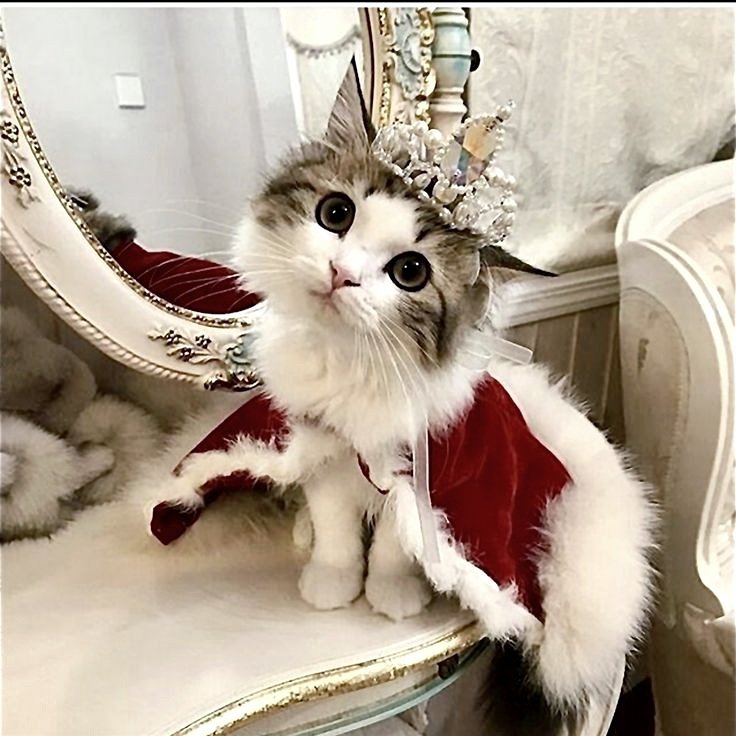 SnowFairy29's tweet photo. @Malcolm_theCat #PrincessCleo the fairest of them all ๐ธ๐๐ https://t.co/Uo0tpEJ3V3