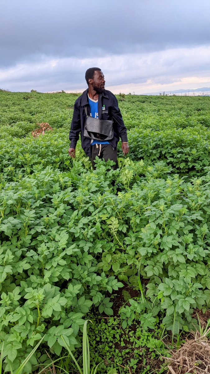 Omwinjamanass's tweet photo. 🇨🇩# Accompagné par la société @KivuLabour depuis le premier labour jusqu'à la récolte, le jeune Agri-preneur congolais #Huri_ @Bashong_Gray et CEO de l'organisation #HURC s'impose dans la culture de pommes de terre dans la ville de Bukavu, province du Sud-Kivu.
Dans sa mission de lutter contre l'importation de produits de première nécessité et l'insécurité alimentaire à l'Est du pays, le surnommé révolutionnaire de l'agriculture au Sud-Kivu et Directeur Général de l'organisation #HURC , a réalisé son premier rêve agricole dans le territoire de #Kabare, groupement de #Irambi_katana, fief de Modeste Bahati @PLukwebo, en récoltant une production de plus de 30 tonnes de pommes de terre 100% Bio pour servir la ville de Bukavu et ses environs.
Depuis juillet 2024, avec une main-d'œuvre locale , ce rare jeune de la ville de #Bukavu a réussi à conquérir une étendue de plus de 5 hectares de ladite culture pour répondre tant soit peu aux besoins de la population, d'où la suivante récolte est prévue d'ici le mois de janvier 2025.
À titre de rappel, la ville de Bukavu, qui compte actuellement à peine deux million d'habitants, dépend de la production de pommes de terre dans la province du Nord-Kivu, une province où #Kivulabour est l'un des meilleurs producteurs de pommes de terre grâce à l'expertise de son Directeur Général @Omwinjamanass
<<La RDC voit sa jeunesse prendre le devant dans la lutte contre l'insécurité alimentaire. Il est temps que les autorités congolaises s'intéressent à ces initiatives en les boostent pour limiter la dépendance du pays à l'importation des denrées de ce genre.>> a déclaré CÉSAR NAMUNYA Sejos, un notable dans la zone.