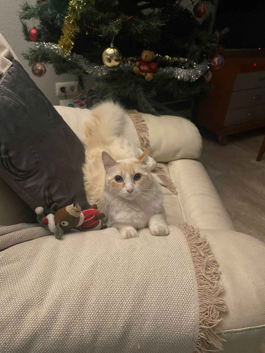 hectorarnedoo's tweet photo. Se busca gato blanco perdido por Almássera, porfavor máxima difusión https://t.co/2HSffnGE4A