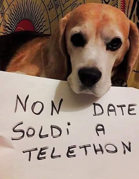 Fiorella Arcodia 🌿𝐠𝐨𝐯𝐞𝐠𝐚𝐧 🐑💚💙☮️ tweet media