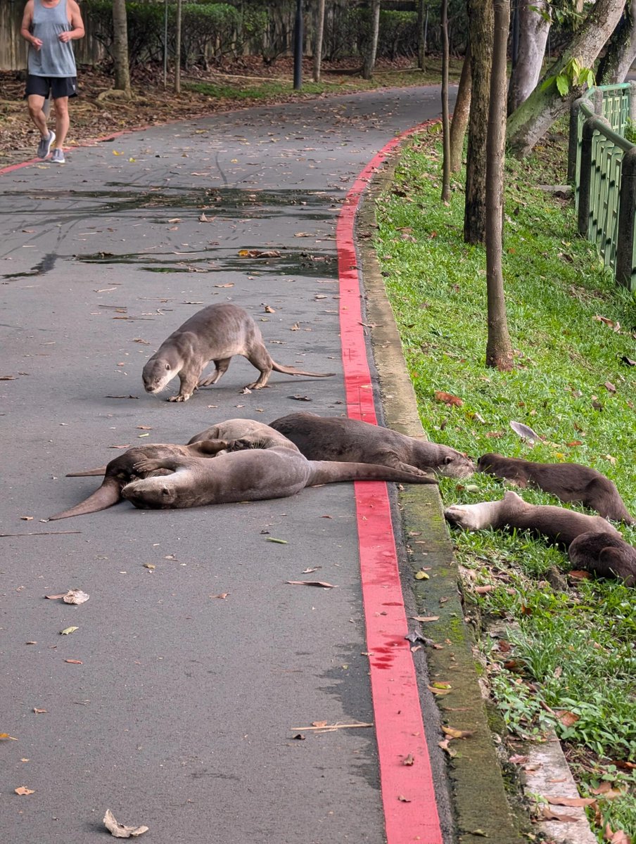 These sloths are really lazy 🤣