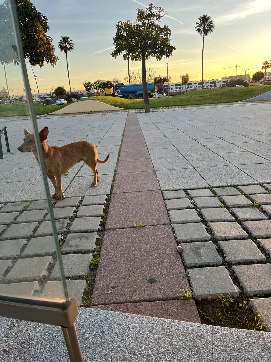 MonaMojona_'s tweet photo. POR FAVOR DIFUSIÓN
Acabo de ver esta perrita mientras esperaba el bus en Entenucleos , entre los pisos de Bekinsa y la Loyola
Es una hembra, le he visto una mancha blanca detrás de la cabeza https://t.co/EH8YUiuUWp