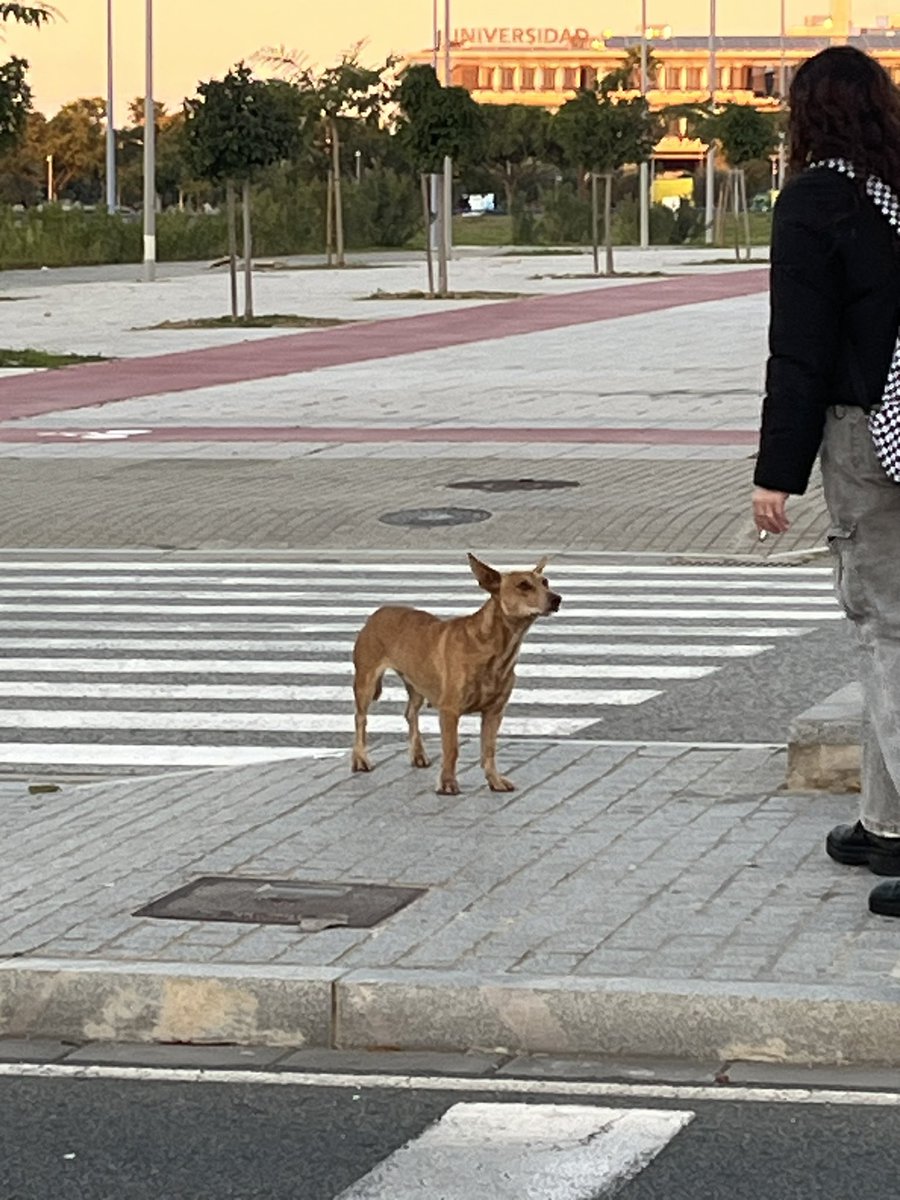 MonaMojona_'s tweet photo. POR FAVOR DIFUSIÓN
Acabo de ver esta perrita mientras esperaba el bus en Entenucleos , entre los pisos de Bekinsa y la Loyola
Es una hembra, le he visto una mancha blanca detrás de la cabeza https://t.co/EH8YUiuUWp