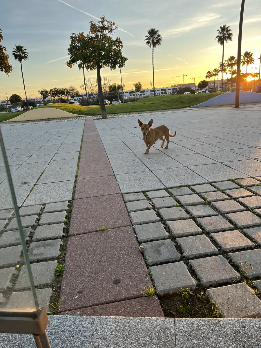 MonaMojona_'s tweet photo. POR FAVOR DIFUSIÓN
Acabo de ver esta perrita mientras esperaba el bus en Entenucleos , entre los pisos de Bekinsa y la Loyola
Es una hembra, le he visto una mancha blanca detrás de la cabeza https://t.co/EH8YUiuUWp