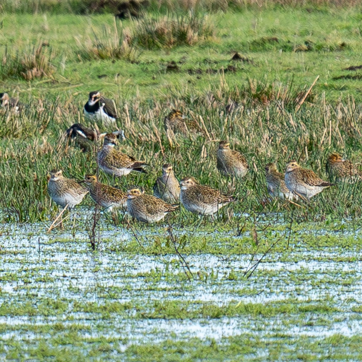 HACPIX's tweet photo. Golden Plover #Keyhaven So lovely to watch their acrobatics and almost "disappear" in the water meadow @LymKeyRanger @HantsIWWildlife @Natures_Voice @Allthingswild01 @Oz_Birds @birdfact_ @birdingplaces https://t.co/QlYBTUt0hF