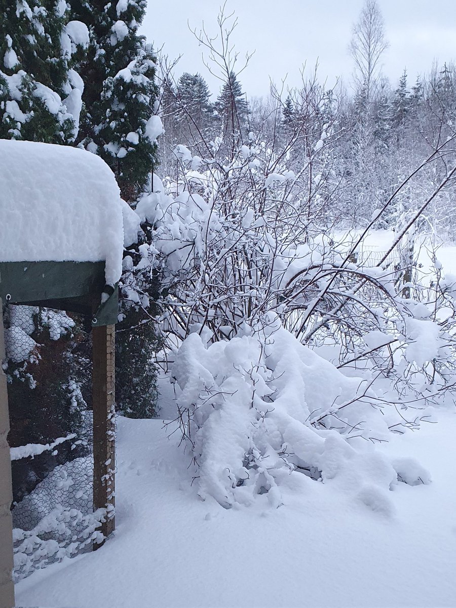 We have snow again! Lots of it. Look at the roof of our catio! ❄️😸☃️ #CatsOfTwitter #CatsOnTwitter #snow