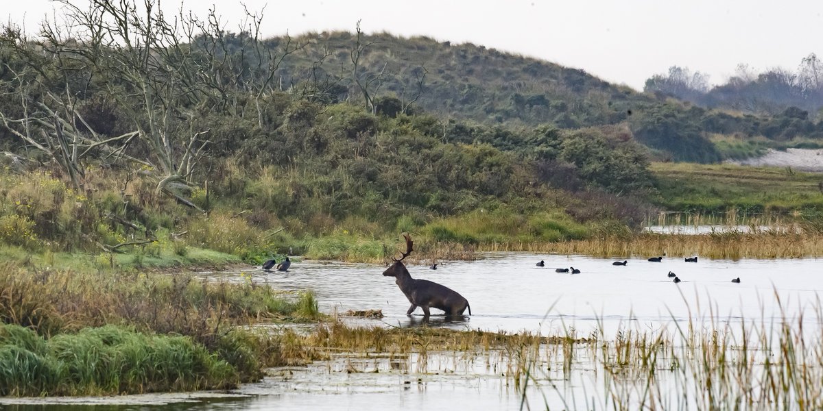 #Boswachter gezocht voor de Amsterdamse Waterleidingduinen (AWD)! Word jij onze nieuwe collega en help je mee met de bescherming en het behoud van dit bijzondere Natura 2000-gebied?👉bit.ly/41Bpom5
#vacature #drinkwaternatuur #werkenbijwaternet