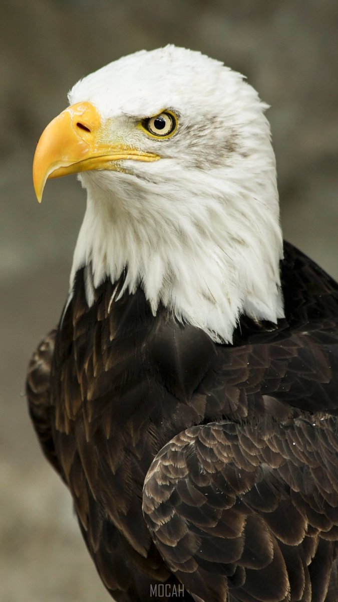 1. Kartallar, doğada yaklaşık 70 yıl yaşayabilen muhteşem canlılardır. Ancak bu uzun ömrü sürdürebilmeleri için 40 yaşına geldiklerinde zorlu bir seçim yapmak zorunda kalırlar. 🦅