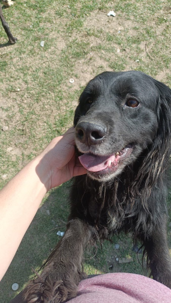 OMEYOCANAC's tweet photo. Mi nombre es Torcuata, éramos 3 perritas muy parecidas pero la de mayor edad ya falleció. 
Yo tengo 8 añitos, espero encontrar un hogar amoroso! Soy amigable, juguetona, de tamaño mediano, muy sonriente y fotogénica. 
Me gusta correr pero con la edad me estoy volviendo cada vez más tranquilita. Me llevo bien con niños y con perritos también!

🐶 NOMBRE: TORCUATA 3
NACIÓ: 2016
TALLA: MEDIANA
SEXO: HEMBRA
ESTERILIZADA 
TEMPERAMENTO: TRANQUILA, JUGUETONA, AMIGABLE, CONVIVE CON PERROS Y NIÑOS
HISTORIA: SACADA DE UN ANTIRRÁBICO

Para adoptarme, manda inbox, correo a AdopcionesOmeyocanAC@yahoo.com.mx o WhatsApp al al 55 1826 1632.
Contesta la solicitud de adopción, envíala de regreso y te harán una entrevista telefónica. En caso que sea aprobada la adopción, me llevarán a tu hogar cuando ya tengas todo listo para recibirme, y te pedirán una cuota en económico o en especie para apoyar a mis hermanos Omeyocanitos.
Estoy en San Miguel Ajusco en Tlalpan, pero me llevan a domicilio, ¡incluso en otros Estados! Vamos a Querétaro, EdoMex, Morelos y CDMX.

Para apadrinarme, manda correo a AdopcionesVirtualesOmeyocan@yahoo.com.mx