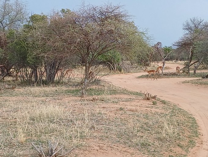 Xander Plore - All up in the bush... Africa. Home sweet home #Africa #wildlife #home https://t.co/wA9Wp0EYqA