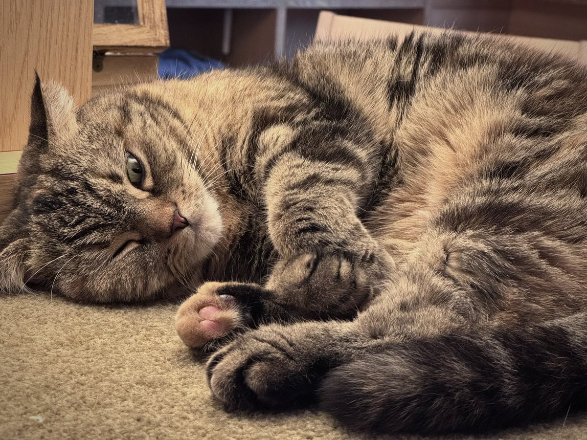 fetish_chan's tweet photo. 昨日は珍しくマゾと普通のお出かけした。
可愛い子を愛でる為に猫カフェにいった。
前にいる子はこんなに可愛いのに、
右を向くと豚がいてきもかったなー。
#M男 #マゾ #調教 https://t.co/eowTM9cxGj