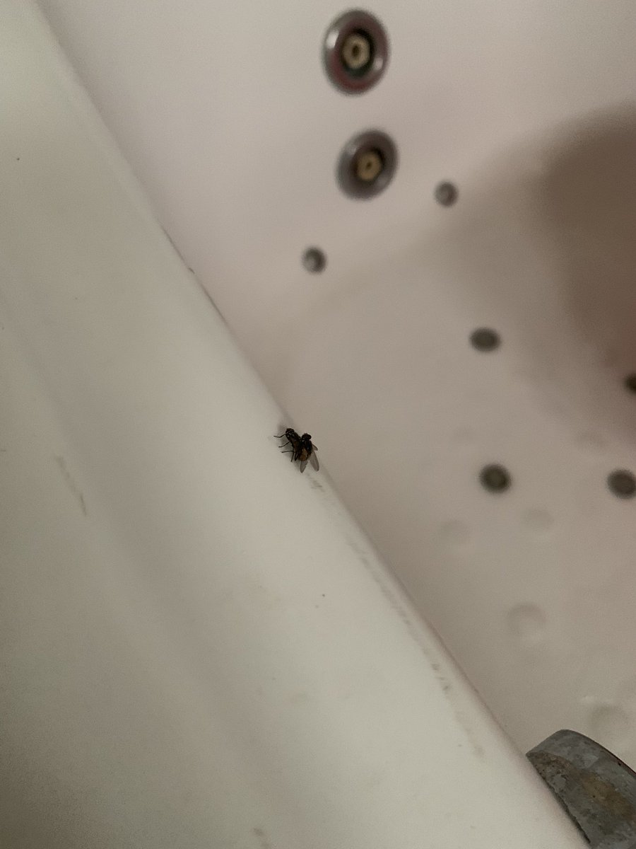 Bathayi_Slayer's tweet image. Early morning ma bath tub lo zoom chesi chudandi
#HouseFly
