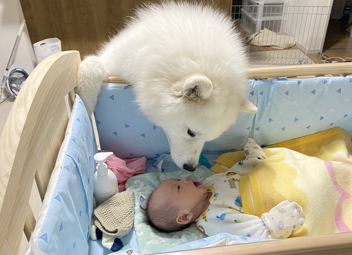 kohaku_Samoyed's tweet photo. 2人にしか分からないお喋りをしてたよ🐻‍❄️👶 https://t.co/TqJaPcNGRl