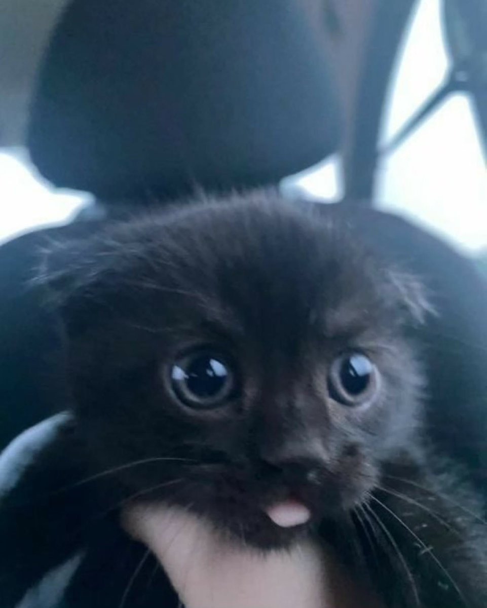catpicsdealer's tweet photo. https://t.co/6o7jtRTf27
