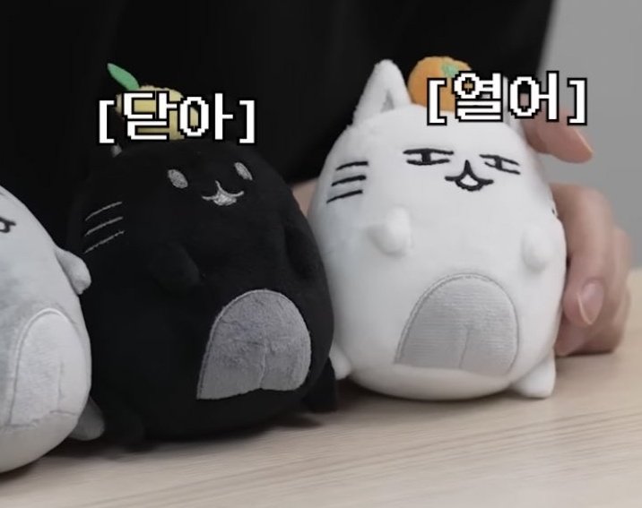 wwwJUNEcom's tweet photo. 제작년인가 캐랜 vcr 때는 캐해 확립 안됐을 시절이라 
닫아가 ㅍㅡㅍ고 열어가 ㅇ.ㅇ임
이후 자캐 리메이크 거쳐가지고
인간인 설정?에서 고양이인 설정?으로 바뀌고
닫아랑 열어랑 성격? 바뀌?고
신캐?도 추가? 됨 https://t.co/oaFGUIAgFi