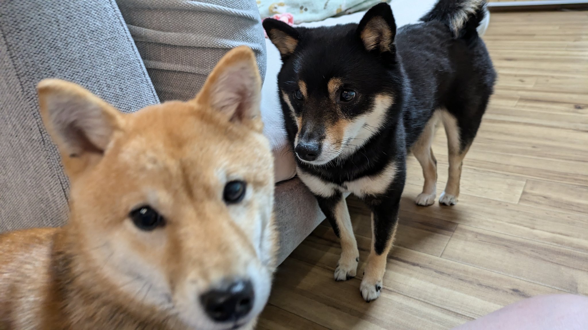 芝犬です。 JxK Studio ミニ 柴犬 フィギュア 3種ポーズセット JS2215 A B C
