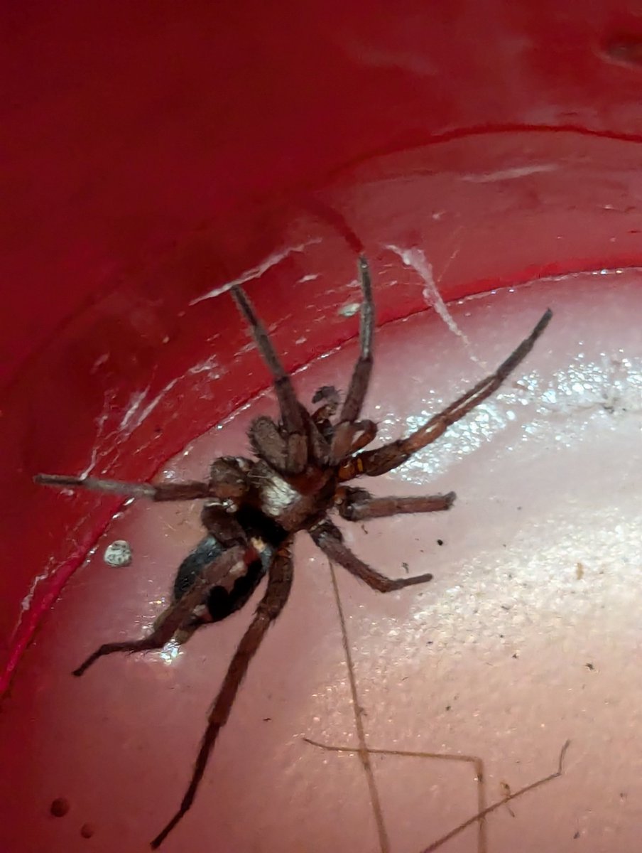 Beauty of Corrales is in Brown, grey and beige
corralesphenology.blogspot.com/2024/12/deep.h…