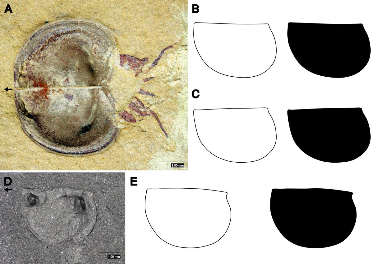 Bradoriid #arthropods were an important part of Cambrian and Ordovician #animal communities. A new analysis of bradoriid carapaces determines the importance of relatedness, geography, mode of life, and time in the shape evolution of these animals.