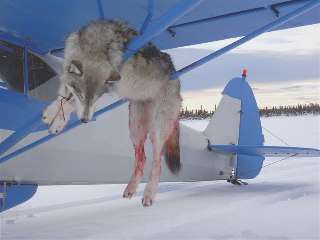 AmUmbria's tweet photo. NO AERIAL GUNNING WOLVES. Alaska has no livestock ranches in the area the Proposition 75 wants to aerial  hunt wolves. Wolves belong where they are along with elk & other ungulates & wildlife as they have lived since the time immemorial. By the USFWS regulation they should not be allowed aerial gunning of wildlife.