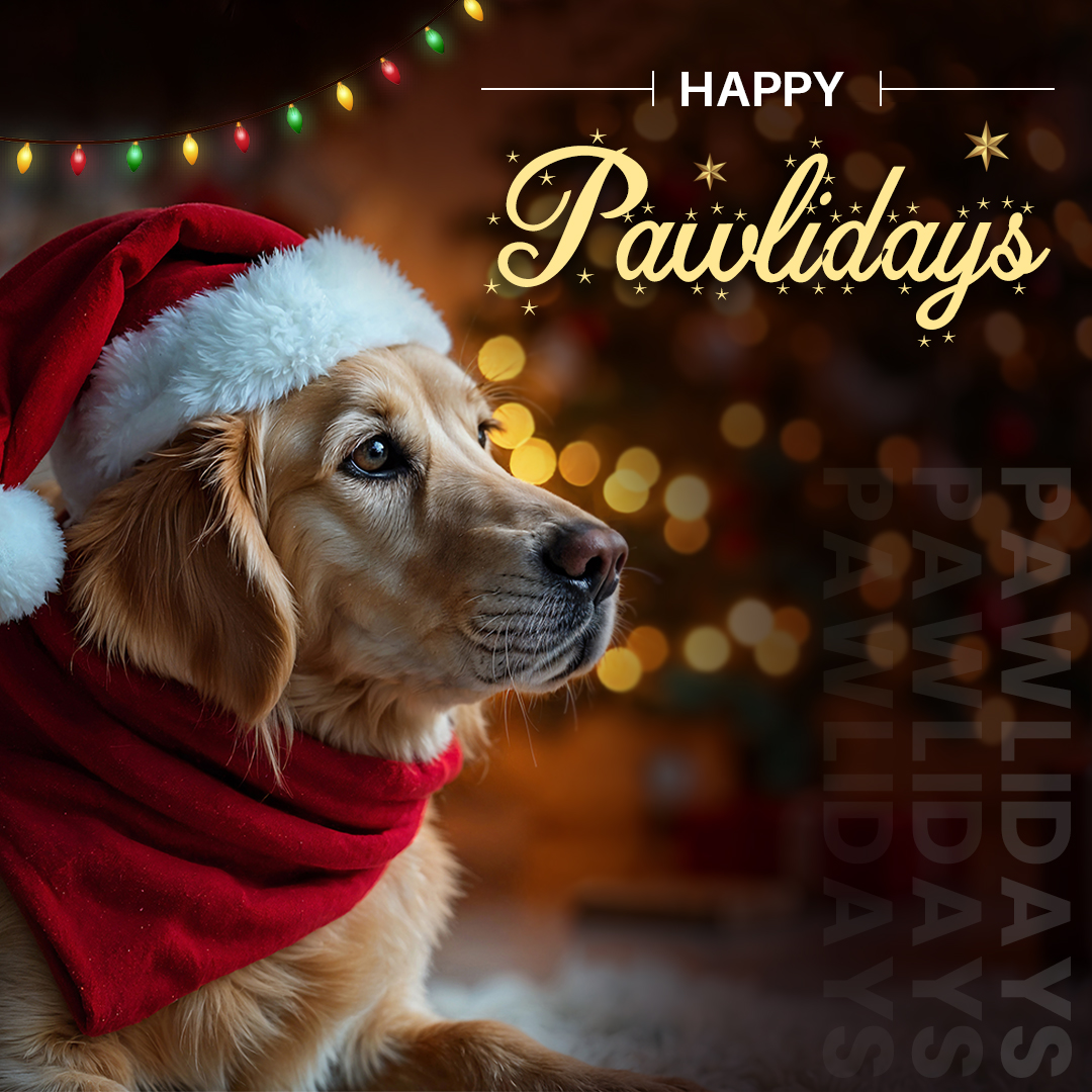 vetsupplyau's tweet image. 🎁🐕 Unwrapping happiness and spreading paw-sitive vibes this holiday season!

Happy Pawlidays! 🎄🐾

#australia #aussiedogs #australiandogs #aussiechristmas #aussieholidays #adelaide #sydney #melbourne #brisbane #perth #australianpets #aussiepets #HappyHolidays