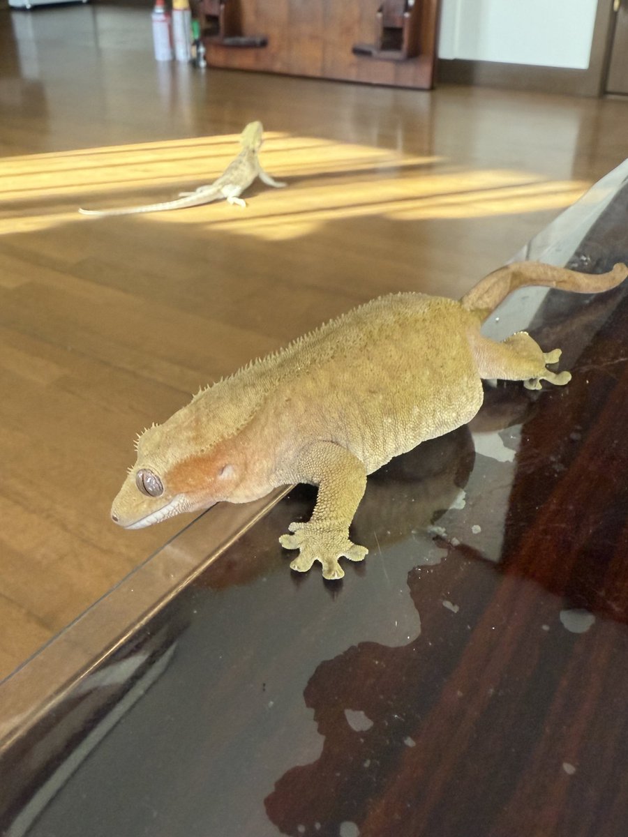 ペットちゃん達と戯れてる🥰