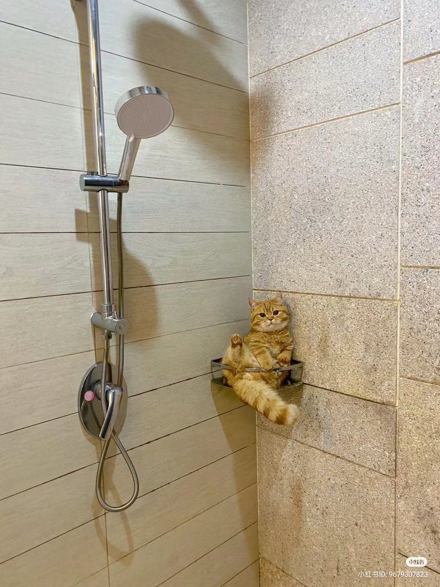 nocontextscats's tweet image. Just chillin'