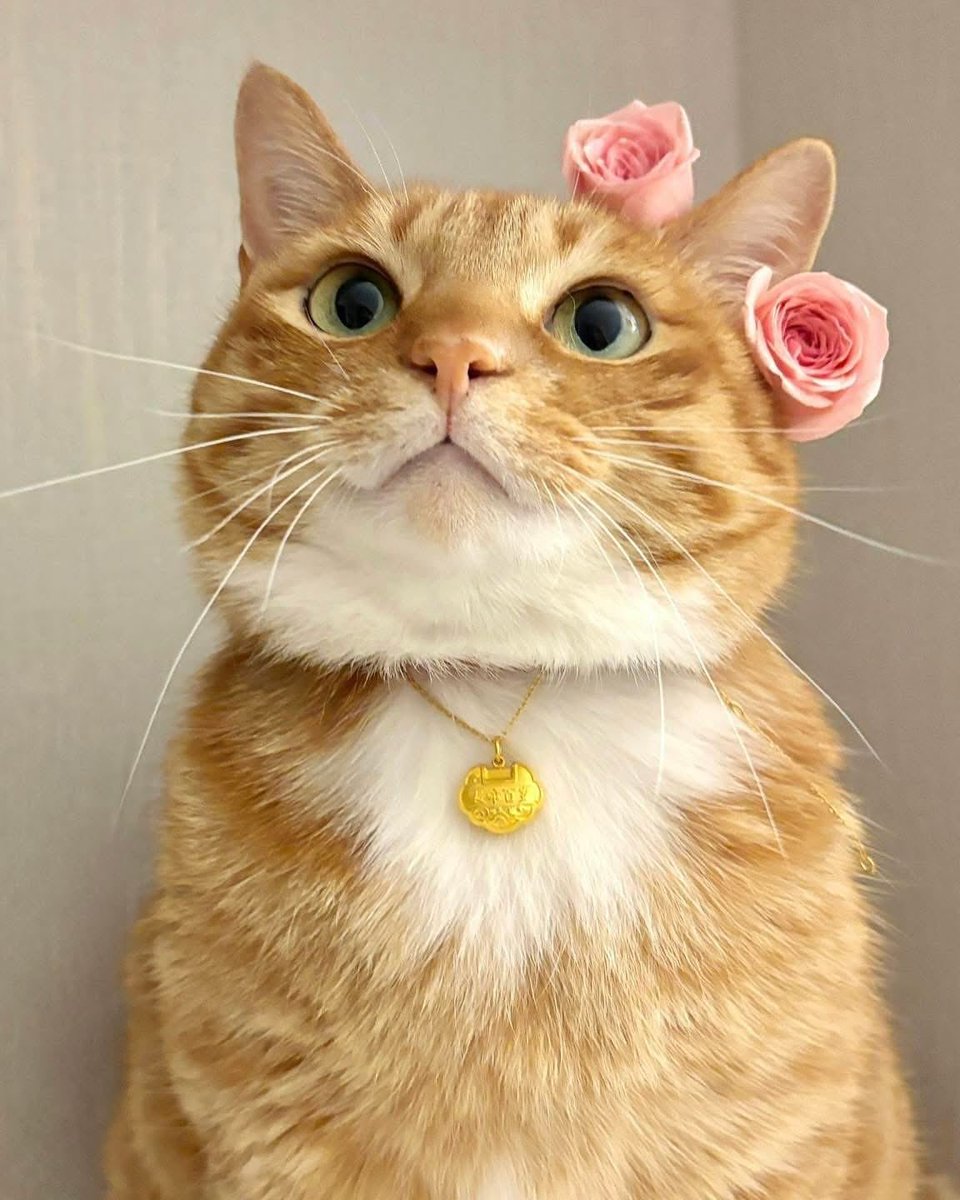 PunchingCat's tweet photo. pretty princess https://t.co/IZBVzIE1aU