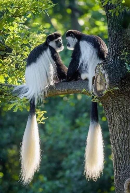 Untamedpath's tweet photo. "Monkeying around in style! #colobusmonkeys #blackandwhitebeauty #wildlife #naturephotography #wildlifephotography #animallovers #cuteanimals" https://t.co/gagM6DpXAm