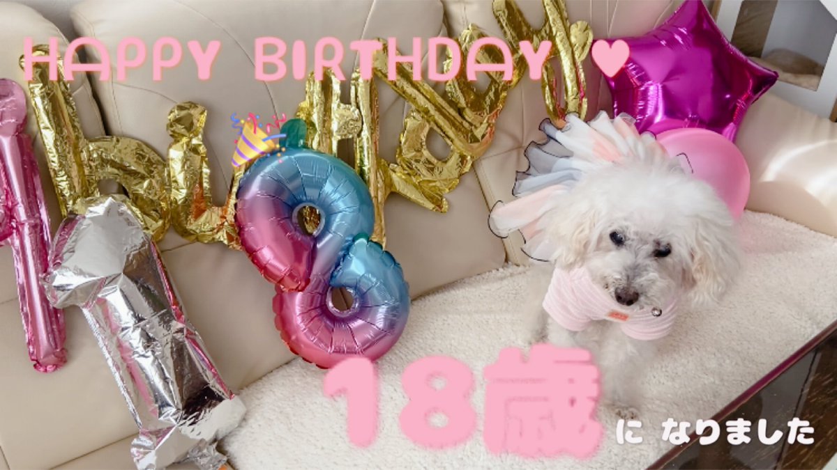 keke9375's tweet photo. ℍ𝕒𝕡𝕡𝕪𝕓𝕚𝕣𝕥𝕙𝕕𝕒𝕪💝
18歳になりました🐩
これからも 楽しく過ごそうね🍀✨🤗
長生きしてくれてありがとう❤️
 #Happybirthday
 #ハイシニア犬
 #犬のいる幸せ https://t.co/Vv9FTUEVZb