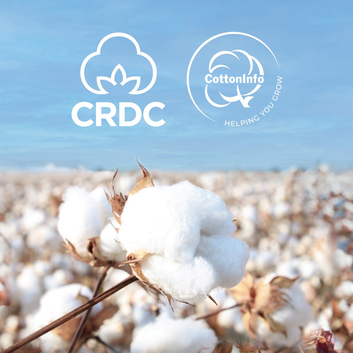 Did you catch the recent news re <a href="/CottonInfoAust/">CottonInfo</a>? CRDC <a href="/CottonAustralia/">Cotton Australia</a> &amp; @CSD_cotton are committed to the future of the program + from 2025, the Regional Extension Officers (REOs) will be part of CRDC. We're now recruiting for 4 new REOs. Join our team! crdc.com.au/about-us/emplo…