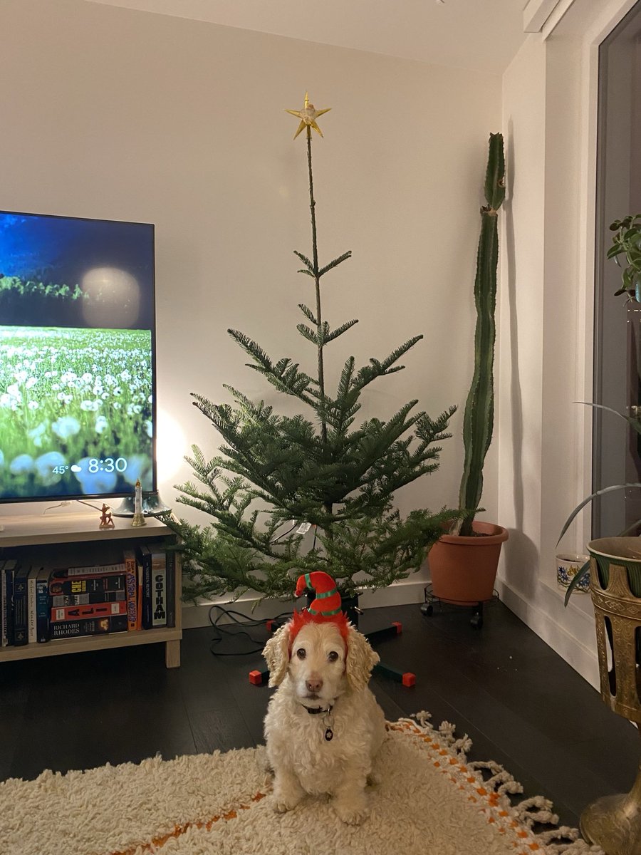 I loved this tree when I saw it in the Christmas tree lot but then I got it home and realized that it’s actually completely insane