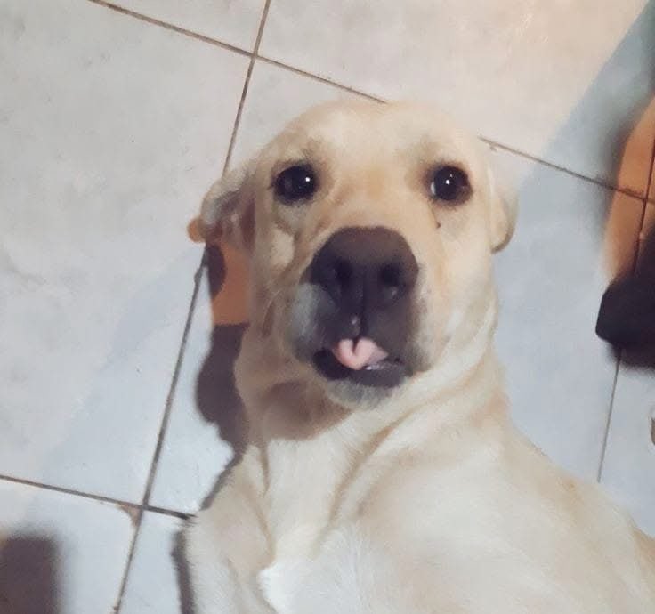 Mi perrito puede hacer su lengua taquito y el tuyo no 😌