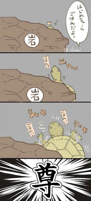 亀ってほんと表情豊か
#亀 #カブトニオイガメ 