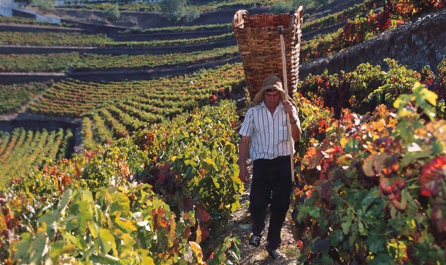 Portugal has more indigenous grape varieties than any other country in the world—over 250 different types! Many of these grapes are unique to Portugal and can’t be found anywhere else.
#Crypto #Web3 #Blockchain #DeFi