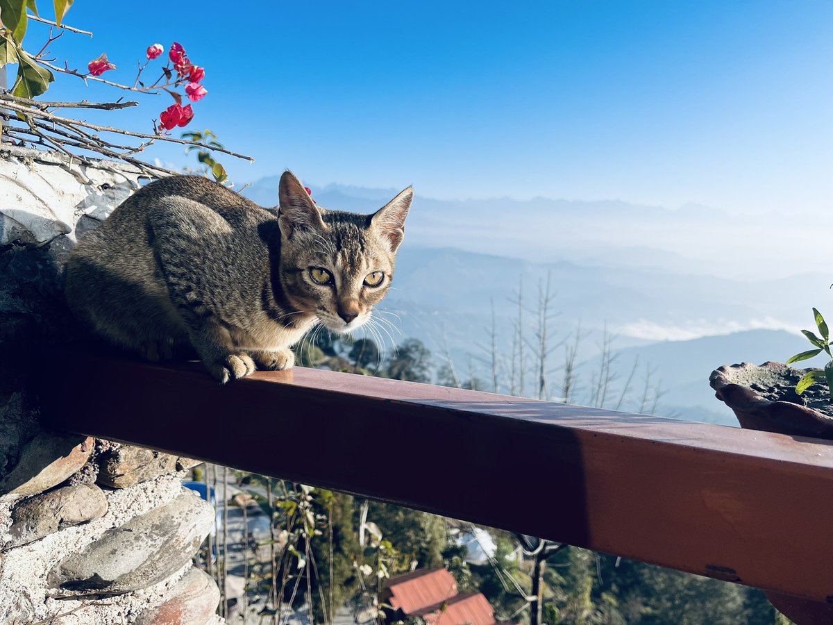 At Nagarkot, or should I say “Nagarcat”?! Accompanying us for the last couple of days at the <a href="/FromSANDEE/">SANDEE Secretariat</a> 48th RnT workshop <a href="/icimod/">ICIMOD</a>