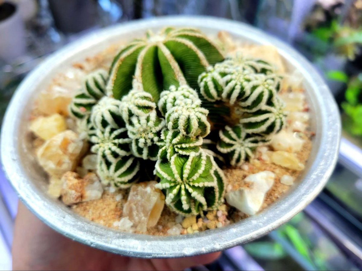 drybizarre's tweet photo. Aztekium hintonii
ヒントニー群生株
前から育てているヒントニーは一向に動かないので成長期してるか全くわからないけど今回、迎えたこの子はたくさんの子を吹いて元気そう🙂
#アズテキウム
#Aztekium
#サボテン https://t.co/6keF2qaPLA