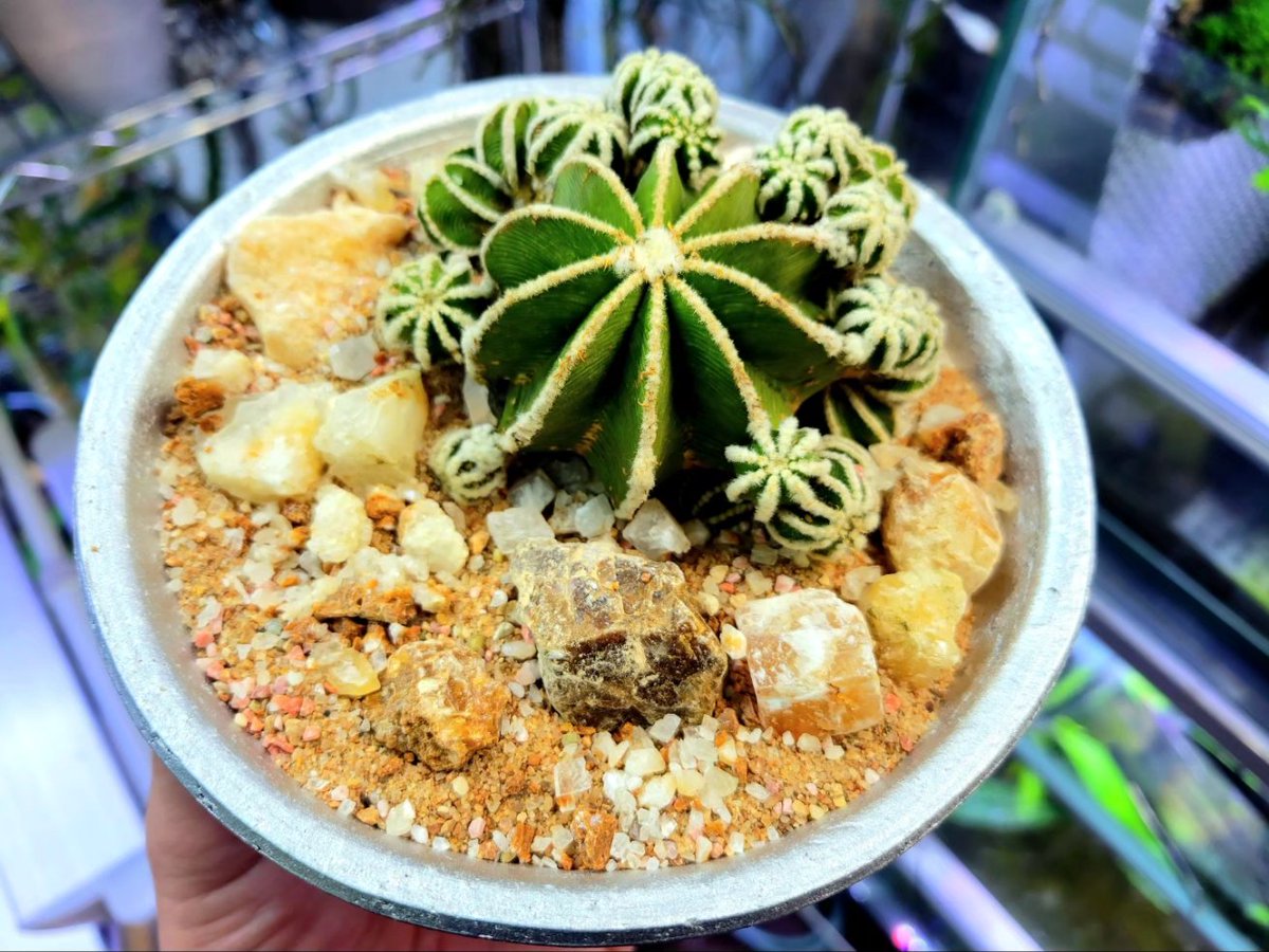 drybizarre's tweet photo. Aztekium hintonii
ヒントニー群生株
前から育てているヒントニーは一向に動かないので成長期してるか全くわからないけど今回、迎えたこの子はたくさんの子を吹いて元気そう🙂
#アズテキウム
#Aztekium
#サボテン https://t.co/6keF2qaPLA