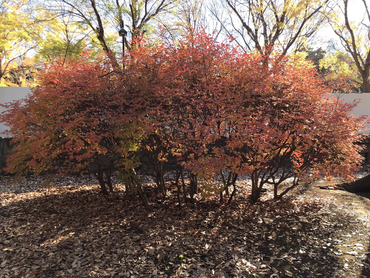 RocketSocket_01's tweet photo. 今日の駒沢公園🌳

#駒沢公園
#駒沢 https://t.co/pBqqlhF4Yz