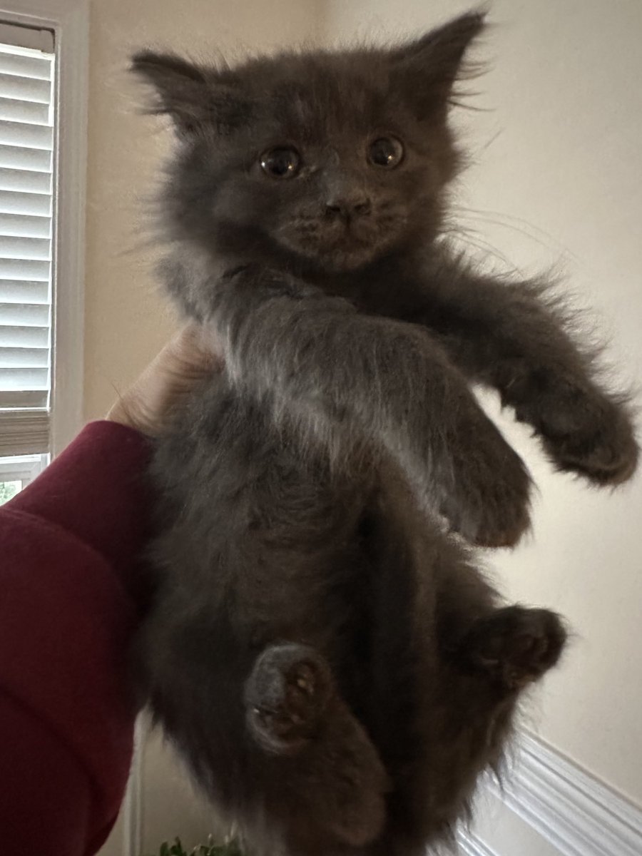 alidomrongchai's tweet photo. everyone meet luigi https://t.co/KX8vRmzkeL