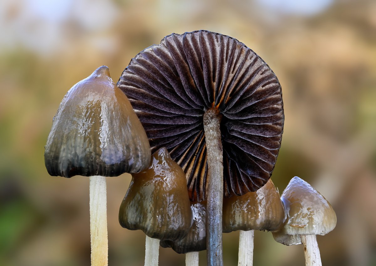 Liberty cap (Psilocybe semilanceata) growing in grass in coastal Washington.   October 30, 2024.

This relatively potent species stains blue very little and has unusually high levels of baeocystin.

#mushrooms #fungi #fungifriends #psilocybe #libertycaps #photography
