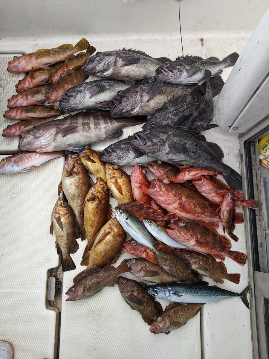 miyabi4754's tweet photo. 今日の釣果です!
根魚がよく釣れました➰ https://t.co/BkBjRZCkow
